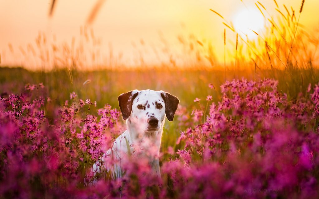 Dalmatian_in_flowers